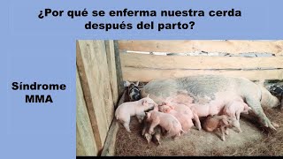 Why do sows get sick after farrowing? Metritis, mastitis, and agalactia syndrome in sows.