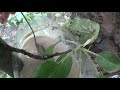 Dulceață pentru furnici | Eliminarea furnicilor din pomi | Protejarea buburuzelor