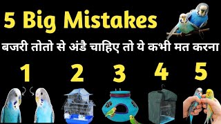 5 Big Mistakes Jisse Budgies Parrot Breed Nahi Karte | अंडै बच्चै चाहिए तो ये कभी मत करना  #birds