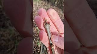 Propagating common lilac 1