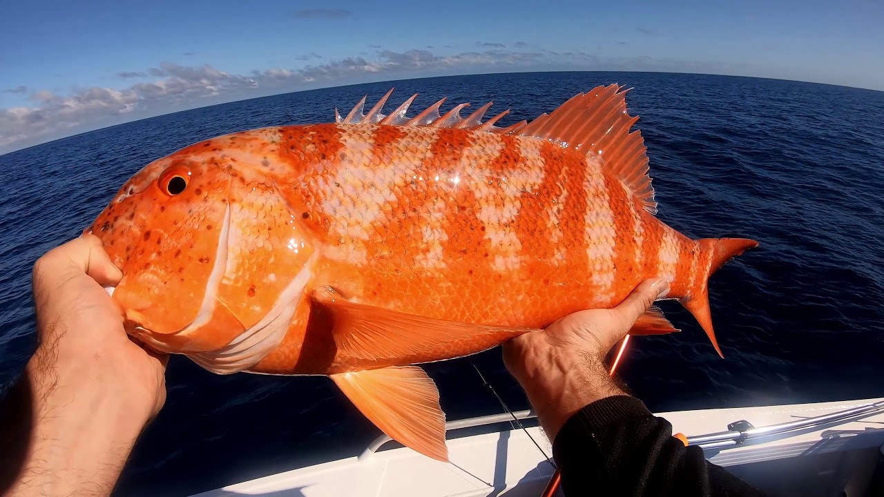 reef fishing trips townsville