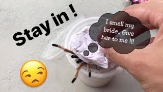 Tarantula Unboxing ~ STAY IN !!! Tarantula Unboxing ~ STAY IN !!!