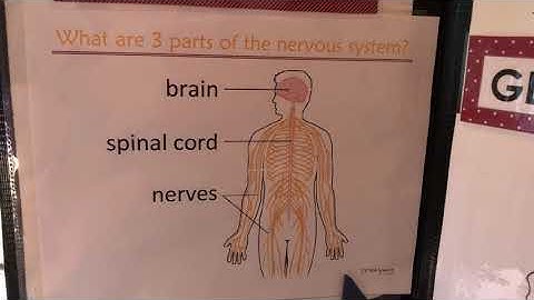 CC cycle 3 week 4 science - 3 parts of the nervous system