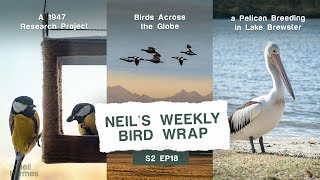 A 1947 Research Birds Across the Globe and a Pelican Breeding in Lake Brewster E