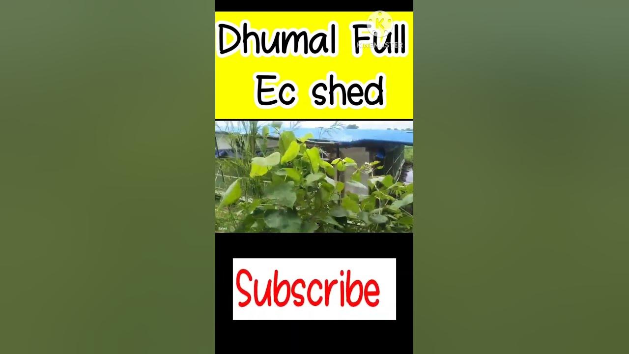 dhumal-equipment-ec-shed-dhumal-abis-export-pvt-ltd-poultry-chicen
