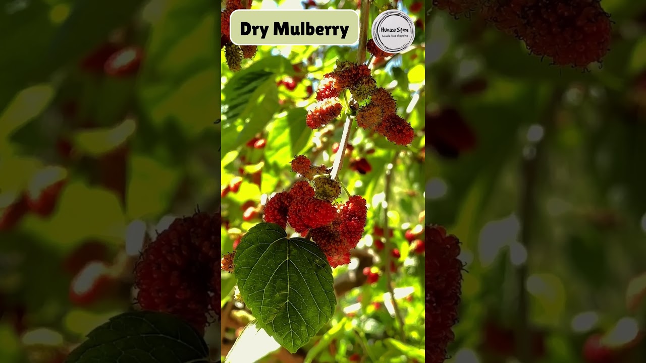 Dry Mulberry  