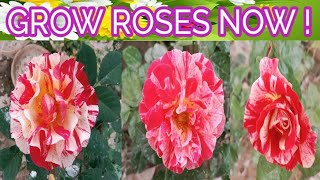 Growing Roses A Complete Beginner's Guide