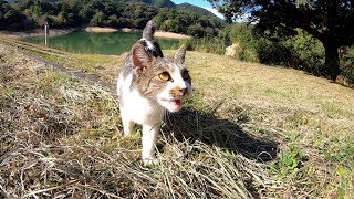 ダムの畔で人懐っこい猫が駆け寄ってきてくれた！