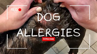 Wait! What Does an Allergic Reaction Look Like in a Dog? Watch this to see! #dogallergies by Rivers the Chocolate Lab 33 views 1 month ago 1 minute, 1 second