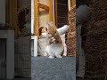 【かわいい仕草】クシクシ・・・身だしなみは忘れないうさぎさん #うさぎ #bunny #rabbit