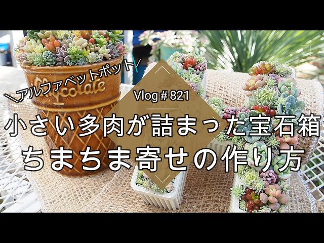 Vlog821】【多肉植物】ちまちま寄せの作り方💕小さい多肉が詰まった