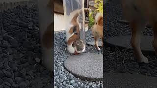 OH NO   Be careful 😱💔🐈  #shortsyoutube #comedy #funny