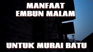 MANFAAT EMBUN MALAM UNTUK MURAI BATU