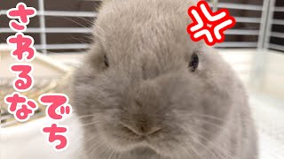 ダイヤモンドみつけたよ　かご　うさぎ うさぎのぬいぐるみ”ロビン” | ダイヤモンドみつけたよ＊ - 楽天