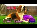 Beagle Louie does Dog Toy Review : KONG JUMBLER