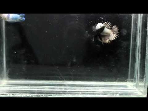 Betta - Black Copper !!