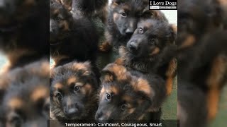 This Is Why German Shepherds Are The Best 💖💘🐶 by I Love Dogs 431 views 4 years ago 3 minutes, 4 seconds