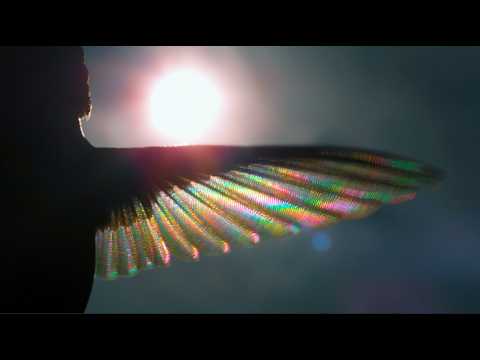 ON RAINBOW WINGS