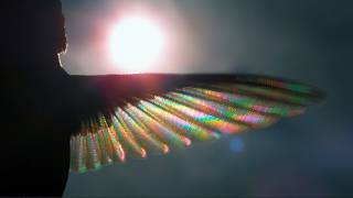 ON RAINBOW WINGS