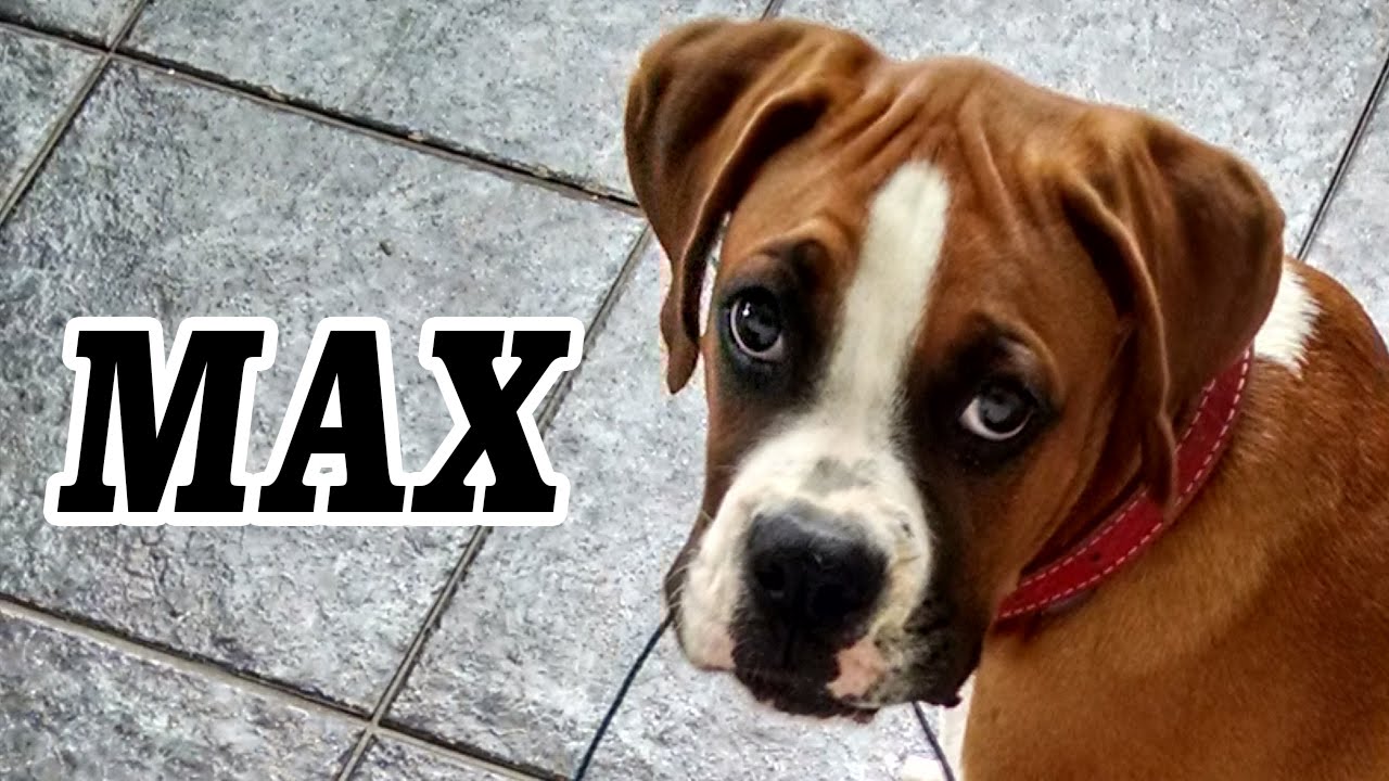 Meu cachorro nao gosta de coleira Outlet