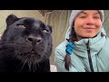 A conversation with Luna the panther and Vika 😸(ENG SUB)