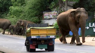 Wild Elephants Break Through The Electric Fence And Enter The Village | Wildlife | Animals