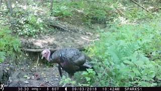 Scenes from the Forest Park trail cam