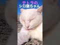 テトラのシロが桜の花びらの様な肉球を披露🌸#cat #shorts #猫動画