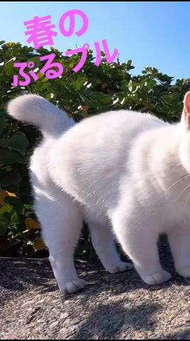 テトラのシロが桜の花びらの様な肉球を披露🌸#cat #shorts #猫動画