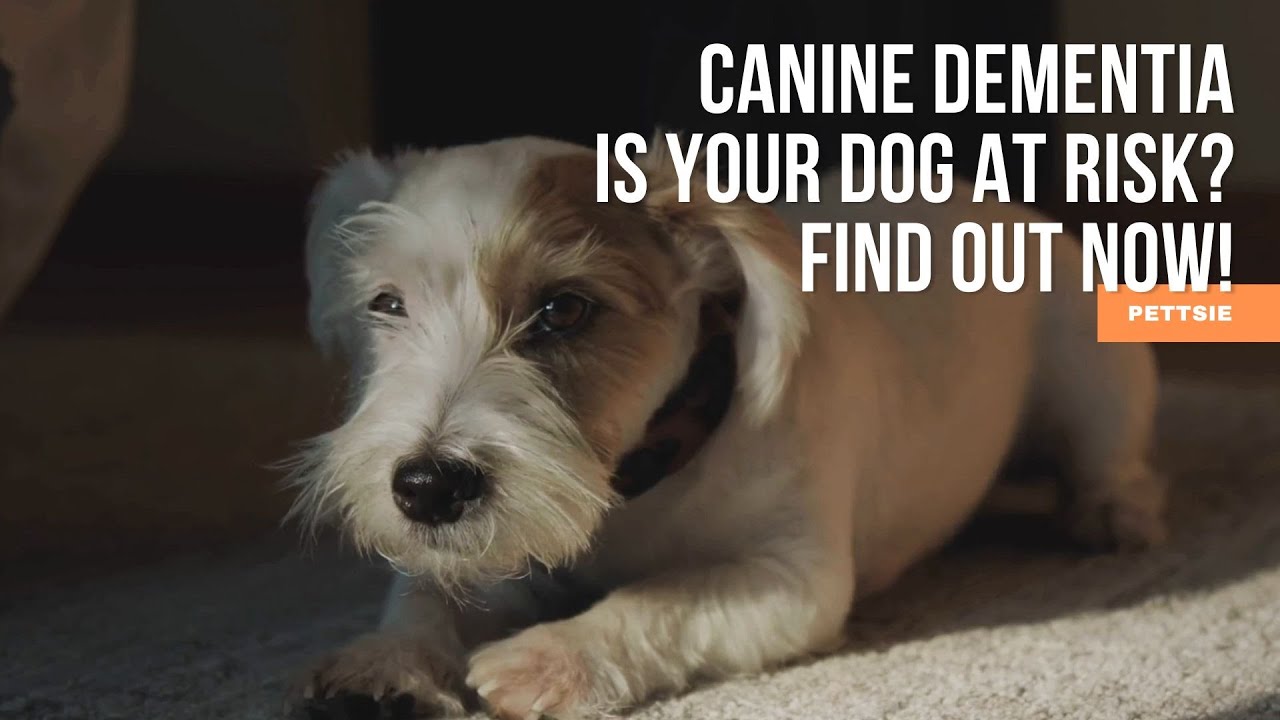 Shocking Truth About Canine Dementia: Is Your Dog at Risk? Find Out Now! 