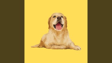 Pulsating Backdrops for Creative Doggy