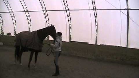 Natural Horsemanship Solutions: Working with the Herd Bound Horse