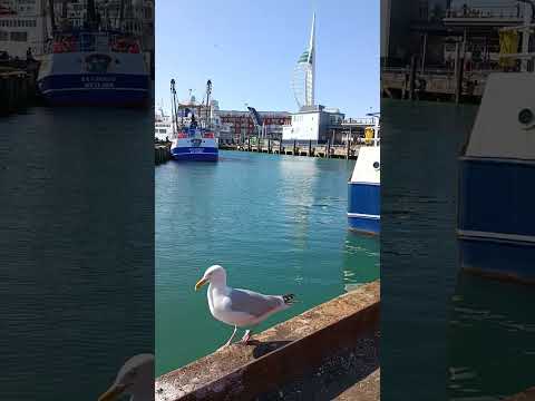 Portsmouth Harbour Camber - Fishing Vessels, Ferry and Seagull Walking Tour