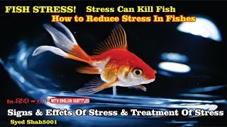 How to reduce Fish Stress # TOP 3 signs your fish is going to die #Stress is the Silent killer