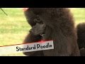 Standard Poodle - Best of Breed