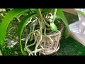 Cómo hidratar raíces aéreas de orquídeas phalaenopsis
