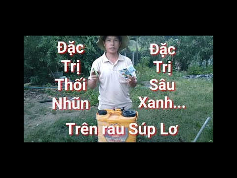 Video: Sâu Thường Súp lơ - Phải Làm Gì Khi Bọ Trên Cây Súp Lơ