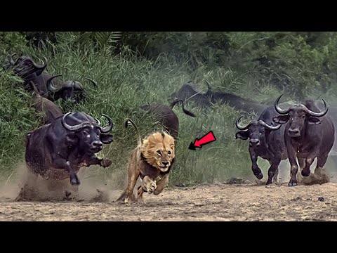 Их Бояться Даже Львы! Настоящие Головорезы Африки - БУЙВОЛЫ!
