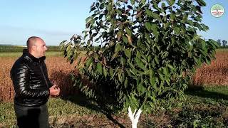 видео: Обрізка черешні система Іспанский кущ. Обрізка Іспанского куща після формування. Spanish Bush. картинка: Обрізка черешні система Іспанский кущ. Обрізка Іспанского куща після формування. Spanish Bush.