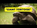 "Tortoise: The Gentle Giants of the Animal Kingdom"