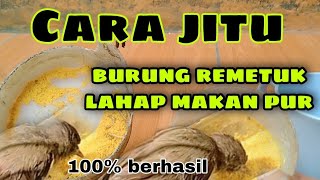 Cara Cepat Agar Burung remetuk laut makan Voer