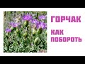 Как побороть горчак?