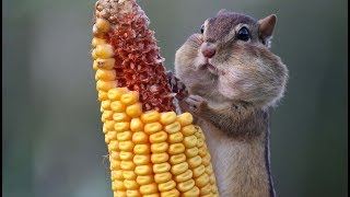 Tayfun Yilmaz Hayvanlar Komi̇k Vi̇deolar