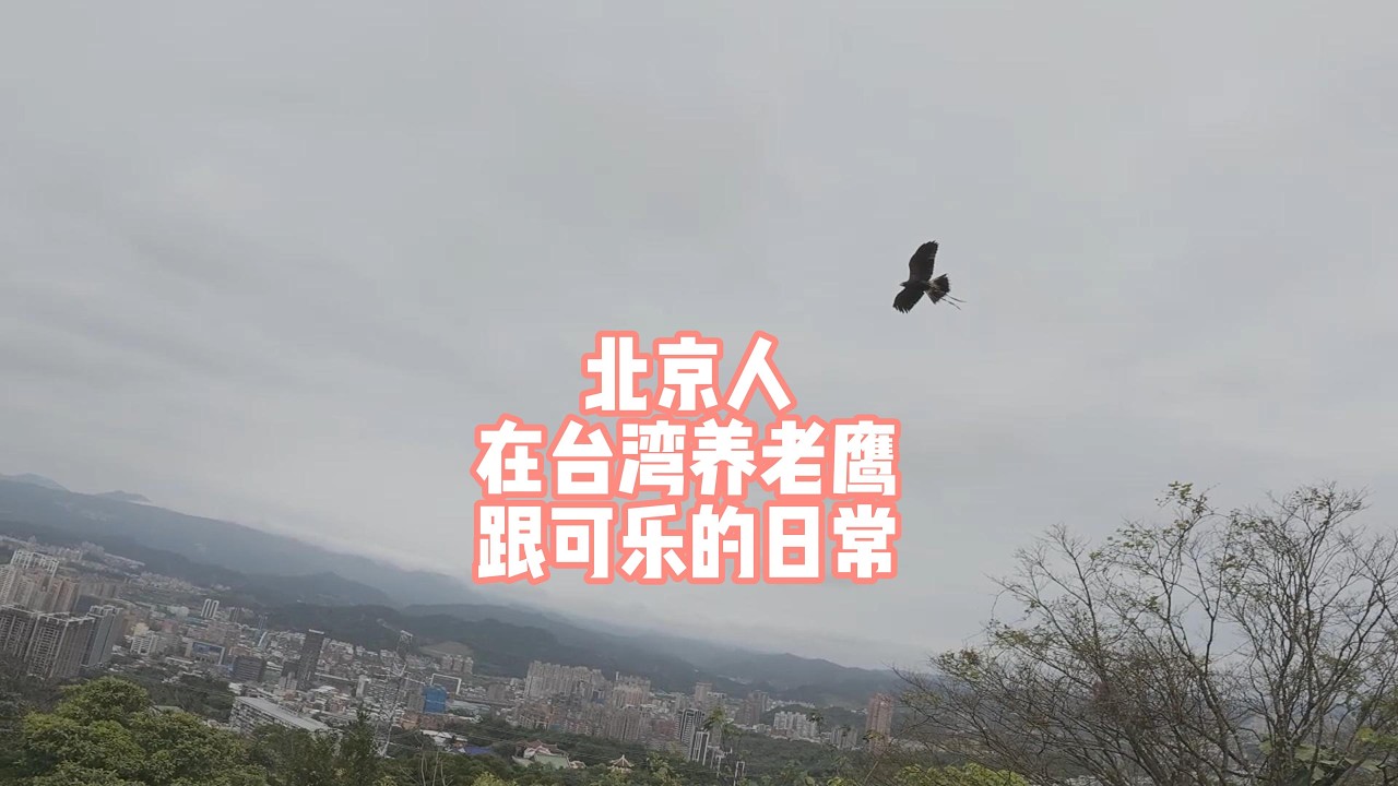 北京人在台湾养老鹰！跟鹰宝可乐的日常