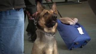 K9 Drug PSA June 2017