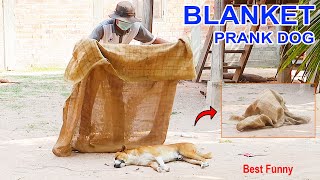 Best Funny Prank Blanket vs Prank on sleep Dog so Funny Dog run fastes @MisterFunTube
