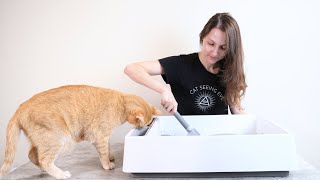 How to Clean Your Cat's Litter Box (Everything You Need to Know)