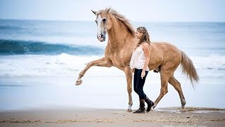 Что такое НХ? Natural horsemanship