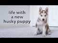 My First Month with A Husky Puppy (watch this before getting one)