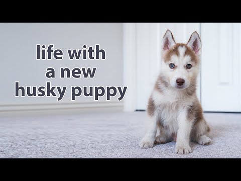 Video: Husky Behandling Fyldt dyr som sin egen hvalp er Totes klar til moderskab